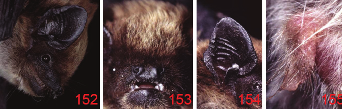 PIPISTRELLI Genere HYPSUGO Hypsugo savii Hypsugo darwinii (Sicilia e