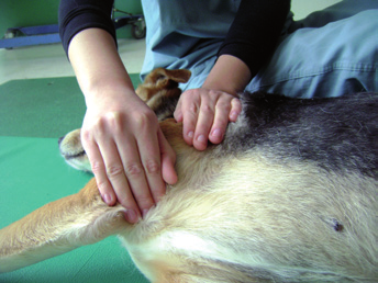 Animal Pain Journal LE TECNICHE DI MASSAGGIO La fisioterapia offre numerose possibilità ed interessanti strategie per trattare il dolore nei nostri animali sfruttando ed applicando svariati mezzi