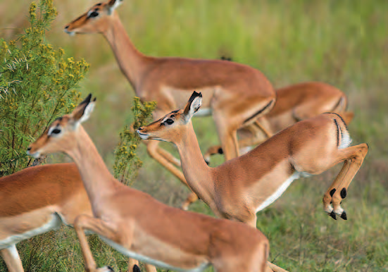 I safari si svolgono nella riserva Madikwe, una riserva di grandi dimensioni e ricca di fauna, dove si potranno ammirare i Big Five e piuttosto facilmente anche i rari licaoni, che nella riserva sono