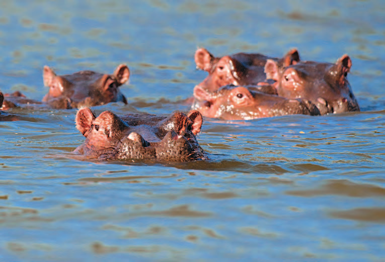 Panorami del Sudafrica tour in auto 13 GIORNI 10 NOTTI Da Cape Town alla regione del Kwa Zulu Natal, per visitare Durban e i parchi naturali che ospitano gran parte delle specie animali africane e