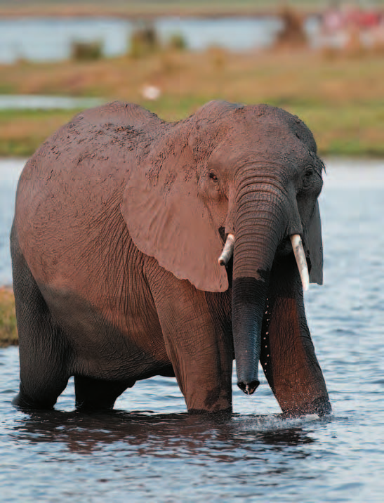 Meraviglie del Botswana tour individuale 11 GIORNI 8 NOTTI Una natura selvaggia e incontaminata, grandi parchi e grandi distese d acqua, fonte di vita per una moltitudine di animali di tutte le