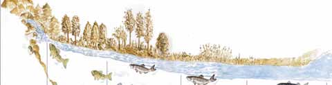 Zonazione ittica I corsi d acqua principali dell Appennino Centrale sono costituiti da una serie di ecosistemi diversi che si susseguono nella direzione della corrente da monte a valle.