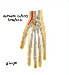 Modulo II slide 22 L'apparato cardiocircolatorio La rilevazione del polso è una manovra che serve a