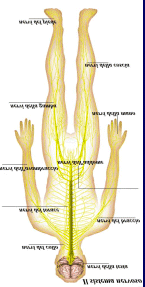 Modulo II slide 51 Il sistema nervoso