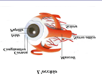 Modulo II slide 64 L'occhio