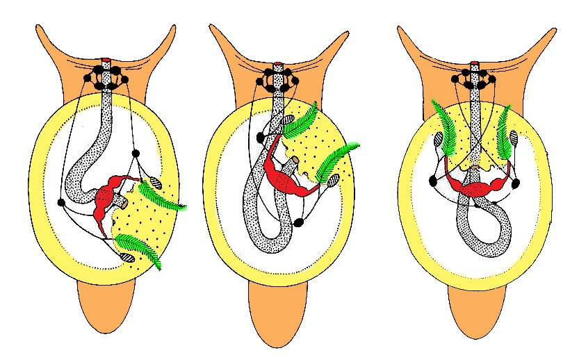 Classe Gastropoda SISTEMA