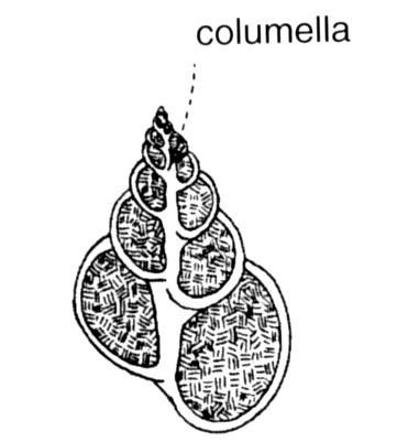 AVVOLGIMENTO Se l avvolgimento è molto stretto internamente alla conchiglia si forma una piastra assiale detta columella: in tal caso la conchiglia è detta IMPERFORATA o ANONFALA.