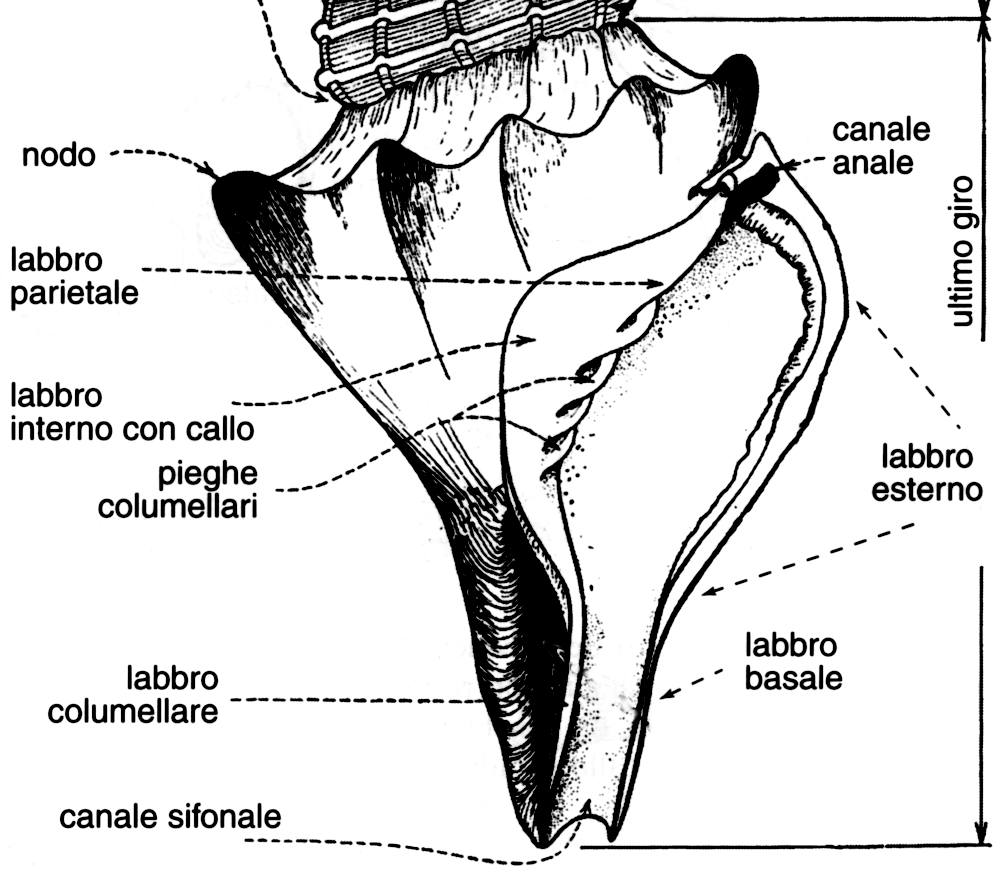 diritto o Alcune specie presentano una fessura sul labbro esterno detta