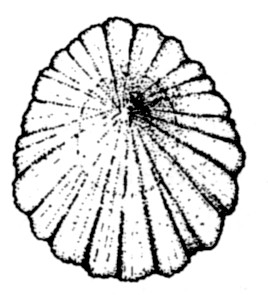 Biconica (da Conus) spira moderatamente alta e ultimo giro