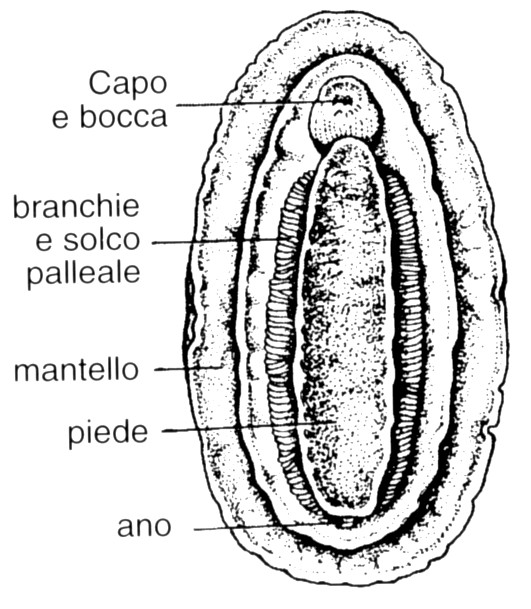 piastre calcaree secrete dal mantello, embricate per permettere all animale di arrotolarsi Aderiscono a