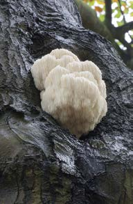 HERICIUM erinaceus Yamabushitake Originario di Nord America, Europa e Asia, è presente anche nell area mediterranea.