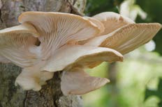 PLEUROTUS ostreatus Hiratake Diffuso in Asia, Europa, Sud America e Africa, in natura profuma di farina fresca. Nella dinastia Sung (420-479 a.c.) era chiamato Fungo dei fiori celestiali.