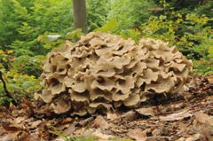 POLYPORUS umbellatus Chorei Maitake IL FUNGO DELL APPARATO URINARIO È un ottimo coadiuvante per la salute dei reni e del sistema genitourinario.