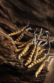 CORDYCEPS sinensis Tochukaso IL FUNGO DELL EFFICIENZA PSICO-FISICA In natura cresce a grandi altezze, dove l aria è più rarefatta e sviluppa strategie specifiche per ottimizzare il consumo di