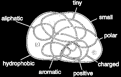 Venn diagram of the proteinogenic amino acids according to their physicochemical properties