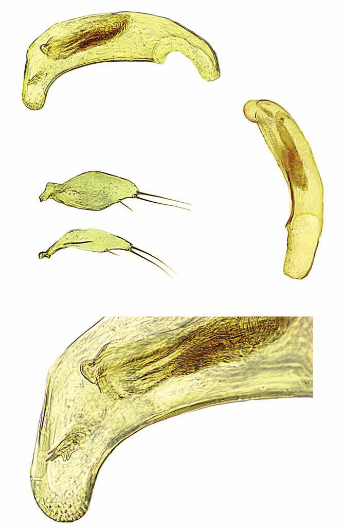 2 0.1 mm 4 3 5 Figg. 2-5 Typhloreicheia messanae n. sp.