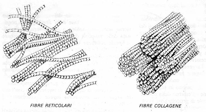 Le fibre del connettivo: