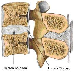 La fisiologia