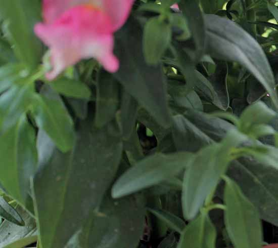 AQUAFLORA HOLIDAY il sistema di irrigazione autonomo per piante in vaso, che permette di partire tranquilli, senza scomodare amici e parenti, garantendo il benessere delle proprie piante.