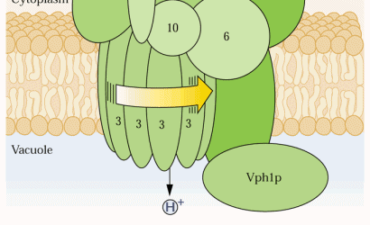 0 porzione integrale di membrana canale per H copie