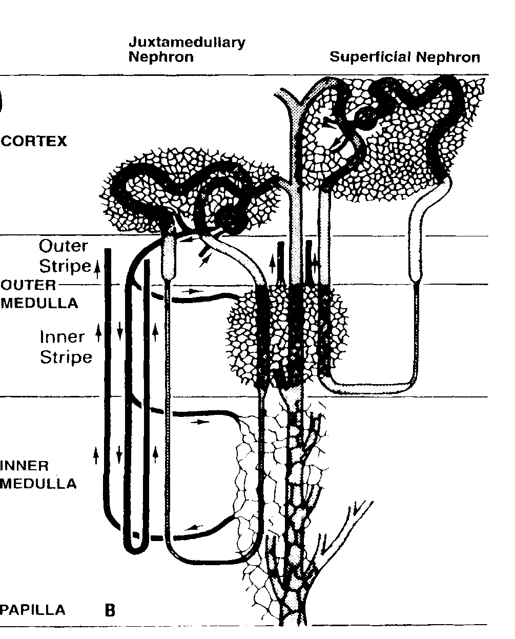 FISIOLOGIA DEL RENE Funzione principale del rene è quella di regolare la composizione dei liquidi corporei e di elimare i prodotti catabolici che derivano dal metabolismo di tutto l organsmo.