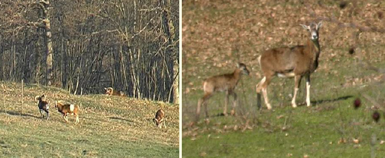 Comportamento sociale Il muflone è una specie tendenzialmente gregaria per gran parte dell anno.