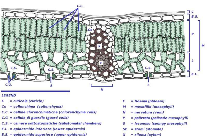 Struttura