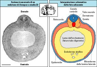 porta alla formazione del tubo neurale, che a