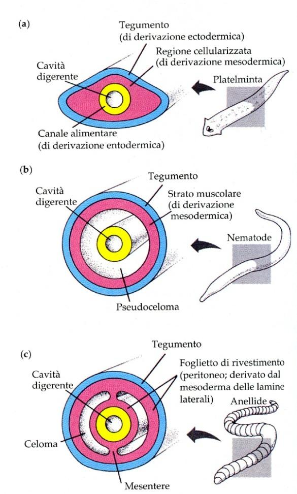 ACELOMATI E CELOMATI ORGANISMI ACELOMATI Mancano di