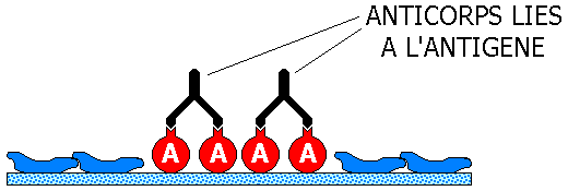 nitrocellulosa