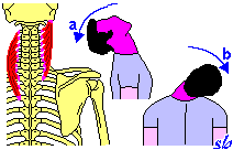 Lunghissimo del capo e del collo CAPO E COLLO a) estensione del capo e del collo; b) inclinazione laterale del capo e del