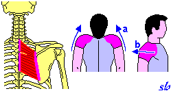 Romboide È composto da: - Piccolo romboide; - Grande romboide.