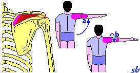 Sottoscapolare a) adduzione (fasci inferiori); b) rotazione interna.