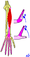 Estensore comune delle dita MANO a) estensione.