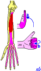 Flessore profondo delle dita MANO a) flessione.