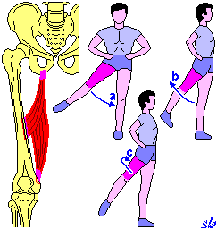 Grande gluteo a) estensione; b) adduzione; c) rotazione esterna.