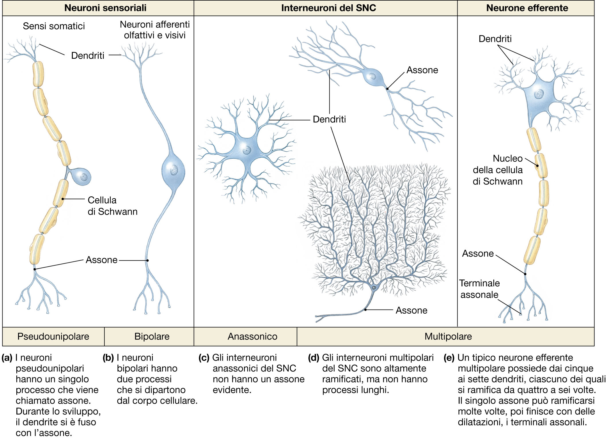 I neuroni
