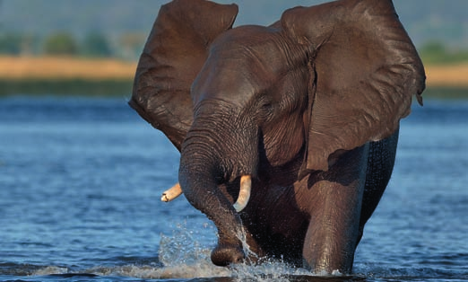 BOTSWANA CHOBE NATIONAL PARK Chobe National Park Famoso per i suoi elefanti, per l abbondanza di leoni e per alcune specie non comuni di antilopi, come il lechwe rosso e il sitatunga, il parco si