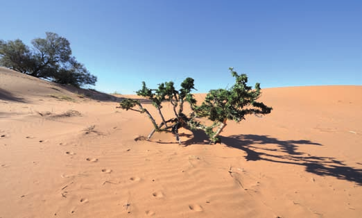 BOTSWANA KALAHARI Kalahari Game Reserve Con un terreno pianeggiante o dolcemente ondulato, disseminato di cespugli e radi alberi, è la seconda riserva più grande del mondo, popolata da una grande