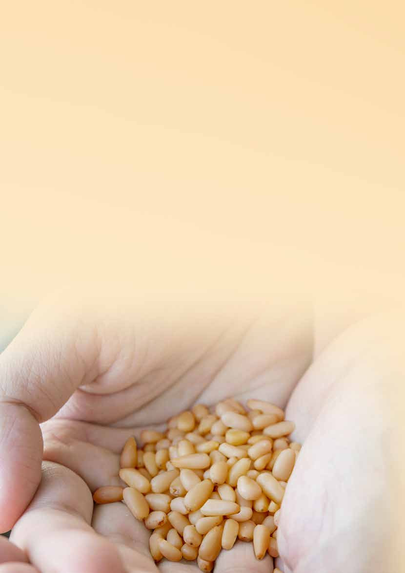 Pinoli Pine nuts I pinoli sono tanto piccoli quanto preziosi. I semi del pino, infatti, sono un alimento dalla lunga coltivazione e dalla raccolta impegnativa ma dal sapore inconfondibile.