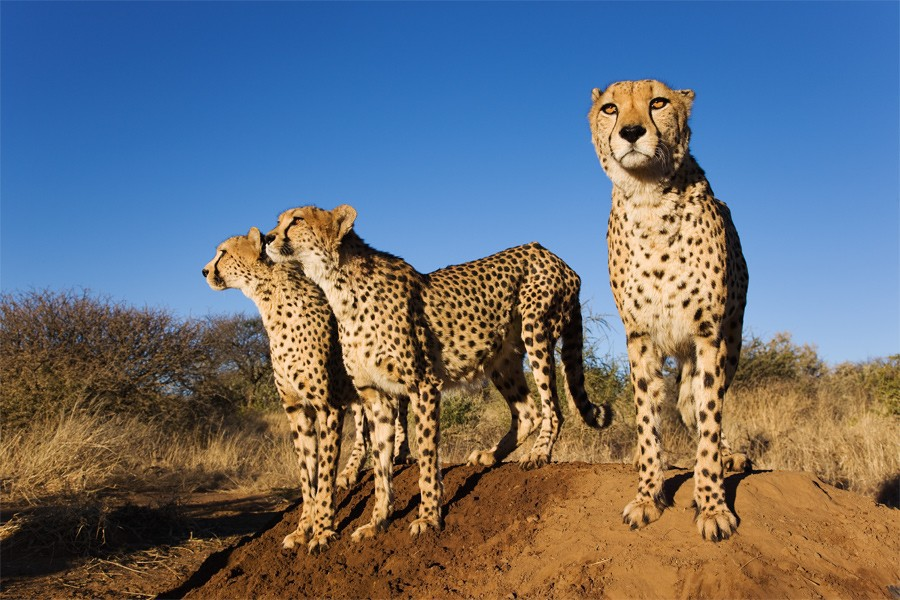 NAMIBIA 26 ottobre 2016 8 novembre viaggio di 14 giorni Uno dei paesi più affascinanti dell Africa, dai mille paesaggi e i mille colori, capace di stregare per la sua bellezza dolce e selvaggia.