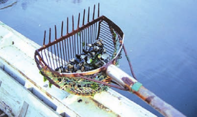 La pesca lagunare delle vongole ha fornito al mercato ittico fino a 40.