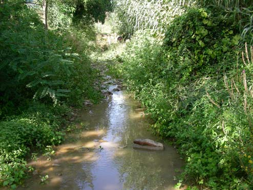 984 DISTANZA DALLA SORGENTE; ALTITUDINE 5,3 km; 86 m slm BACINO DELL OMBRONE TORRENTE BAGNOLO 146 PARAMETRI AMBIENTALI LUNGHEZZA DEL TRATTO CAMPIONATO (m) riffle: 50; pool: 3 LARGHEZZA MEDIA DEL