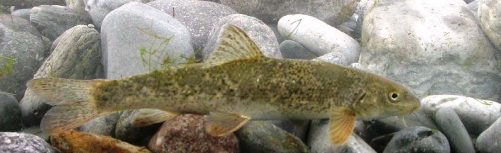 BARBO CANINO (BARBUS MERIDIONALIS CANINUS) SPECIE ITTICHE 178 Morfologia e livrea Il corpo è piuttosto fusiforme, slanciato, con il profilo dorsale arcuato e appiattito ventralmente.