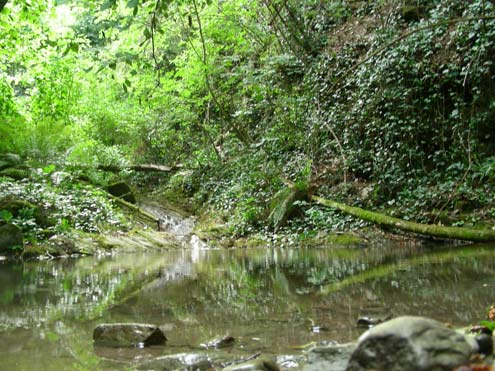 CLASSIFICAZIONE PROPOSTA AI SENSI DELLA L.R. 7/2005 E DELL INDICE ABACO A SALMONIDI per tutto il percorso Il Torrente Carigiola sorge presso il Cigno Bianco, a 780 m 