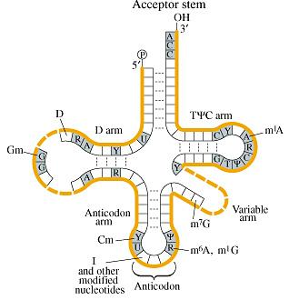 La molecola di trna viene sintetizzata in due parti, Il corpo del trna é trascritto da un gene trna.