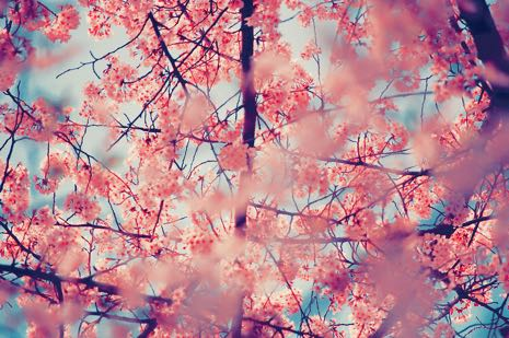 I VIAGGI D AUTORE de laformadelviaggio 30 marzo 9 aprile 2017 HANAMI GIAPPONE Hanami significa letteralmente ammirare i fiori, ed è una tradizione millenaria che travalica il semplice piacere del