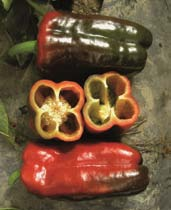 PEPERONE ROSSO Sweet Red Pepper ERASMUS F1 Ibrido della tipologia a ciclo con pianta ben equilibrata, di vigore. I frutti sono molto uniformi, quadrilobati, dalle dimensioni medie di 16 x 9 cm.