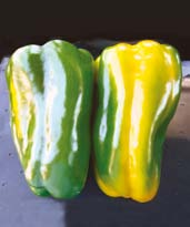 PEPERONE GIAllO Sweet Yellow Pepper KIMONO F1 Ibrido della tipologia con pianta a ciclo, mediamente vigorosa e coprente, a maturazione concentrata; gli internodi sono corti.