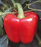 PEPERONE quadrato Blocky Pepper MElANzANA Eggplant PEPERONE A CORNO Horn Pepper KIMbO F1 Ibrido della tipologia quadrato dal ciclo, con pianta coprente e vigorosa.